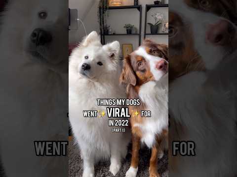 My dogs biggest VIRAL MOMENTS ✨ SO CUTE! #dog #cuteanimals #australianshepherd #samoyed #puppy