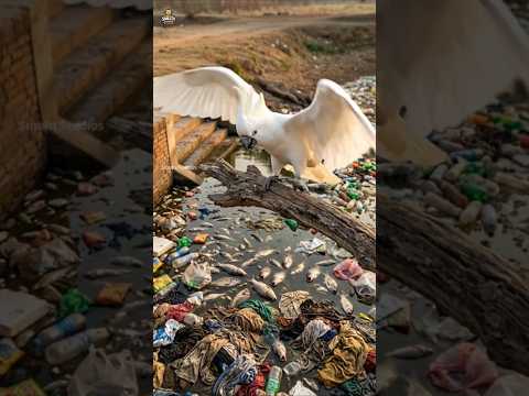 āĻĒā§āϰāĻā§āϤāĻŋāϰ āĻšāĻžāĻšāĻžāĻāĻžāϰ āĻŦāύāĻžāĻŽ āĻāĻ āĻŦā§āϰ āϤā§āϤāĻž āĻĒāĻžāĻāĻŋāϰ āĻ
āĻĻāĻŽā§āϝ āϏāĻāĻāϞā§āĻĒ! āĻĻā§āĻā§ āĻŽā§āĻā§āϧ āĻšāĻŦā§āύāĨ¤ đ #parrot #ai #shorts