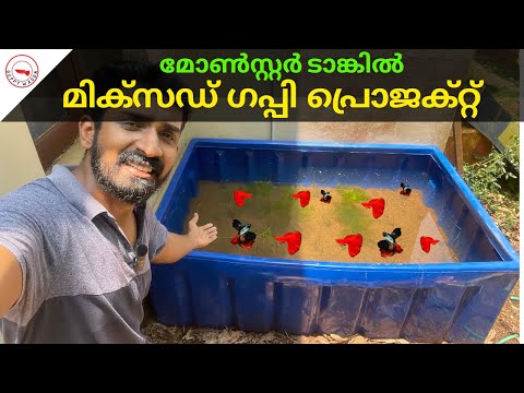 മോൺസ്റ്റർ ടാങ്കിൽ മിക്സഡ് ഗപ്പി പ്രൊജക്റ്റ്|Mixed Guppy Breeding In Huge Monster Tank| Guppy Wagon