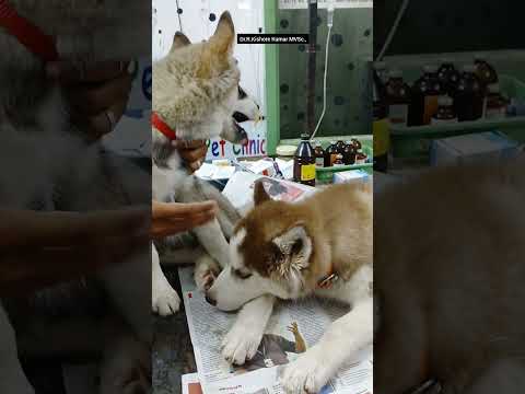 Two Cute Siberian Husky | brought to clinic for blood test and Hind leg weakness