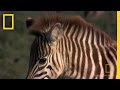 Predator-Prey Dynamics in Nature