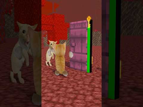 Cats and Doors 2😳