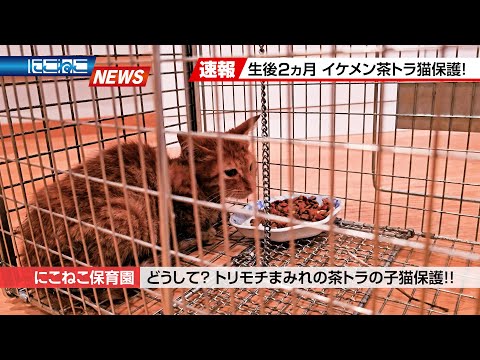 【にこねこ速報】いつまで続く！？入園ラッシュ！！