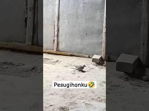 Pesugihanku