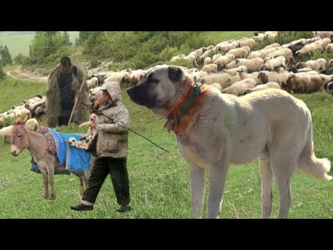 FAKİR ÇOBANIN DAĞLARA YOLCULUĞU !! HD BELGESEL