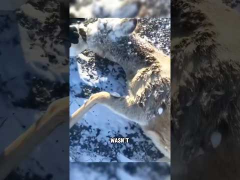 The ending of rescuing a frozen roe deer is indeed tragic #animals #badgers #coyote