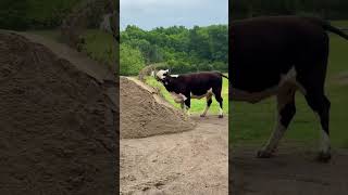 Just like kids in a sandbox, the cows go wild when a new delivery of sand bedding arrives!