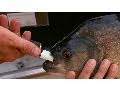 Baku de Fish and Piranha Facts