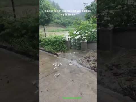 Bầy cá vượt cạn thành công nhưng phía trước không phải ao hồ rộng lớn mà là thùng xô để sẵn