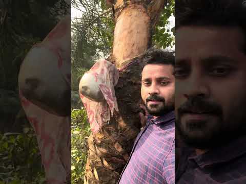 দুপুরে খেজুরের রস খেলে নাকি ভয়ঙ্কর নেশা হয় 🤮 #village #winterlove❤️ #khejurer