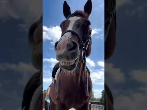 The best mouth🤣🤣 #funnyvideo #funny #funnypets #horses