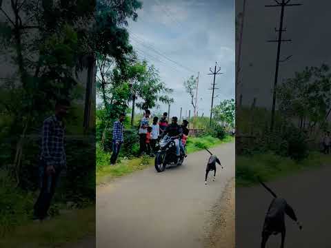 GREHOUND DOG RACE STATUS॥ श्वान शर्यत || महाराष्ट्र राज्य श्वान शर्यत ॥