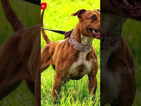 💥Mezcla de Rottweiler + Pit Bull Terrier