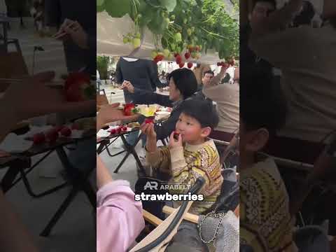 Dining Under Strawberries: The Freshest Meal Experience!