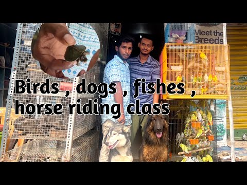 Darbhanga Ka Sabse Bada Pet Shop || Horse Riding Class se Lekar Hostel Tak Sab Kuch #dog #petshop