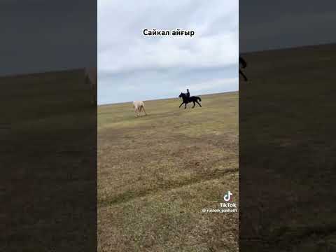 сайқал айғыр