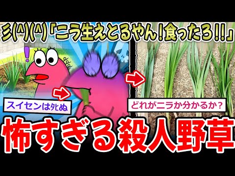 【殺人野草】彡(^)(^)「ニラ生えとる！食ったろ‼」→ｳﾞｫｴｴｪｯ!!ﾋﾞﾁﾋﾞﾁﾌﾞﾘﾌﾞﾘｯ!!食中毒で救急搬送へ…【2ch面白いスレ】
