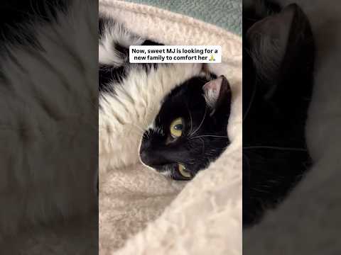 Where did they go? ๐ฅบ Please read her story in comments. #cat #catshorts #adoptme #catrescue #mj