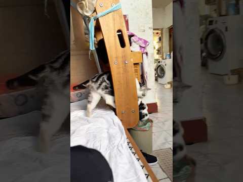 First time cat mom#povcat #cat #fyp #kitten #pet