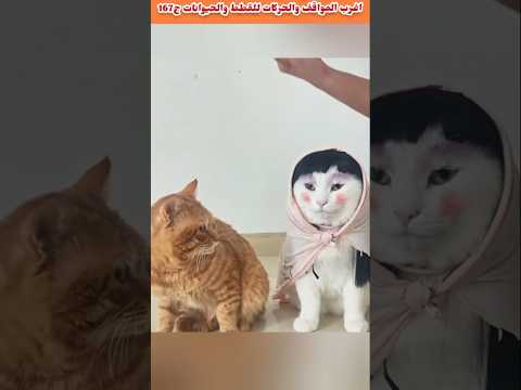 اغرب المواقف والحركات للقطط والحيوانات ج167🐯🐕💥💯