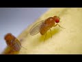 Fruit Fly Biology and Behavior