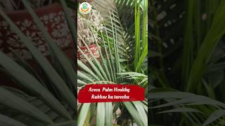 Areca Palm  Healthy rakhne ka mera tareeka ✅