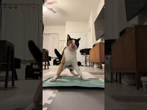 Wobbly cat morning routine