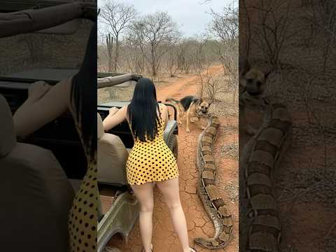 Mi pastor alemán logró atraparlo. ¿Pero qué sucedió aquí? #shorts #subscribe #shortsviral