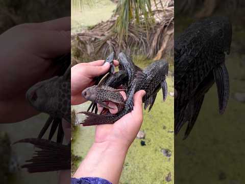 Pescando cocodrilos 🐊🐊🐊🐊🐊😱😱😱😱 #fishing #carretesdepesca #fish #pescasub #pesca #linea