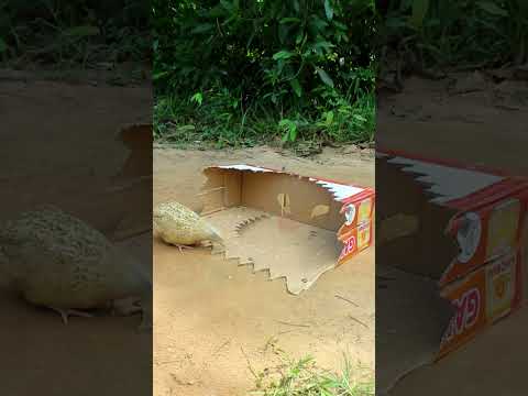 Simple quick quail trap - Easy bird trap #shorts  #create #traps