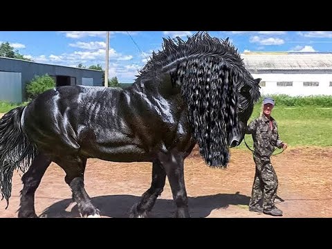 9 Cavalli Più Potenti del Mondo🐴