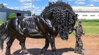 9 Cavalli Più Potenti del Mondo🐴