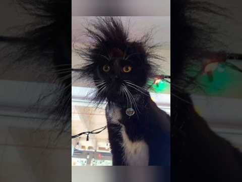 Funny animals 2023? - Funniest Cats and Dogs Video??336 #shorts