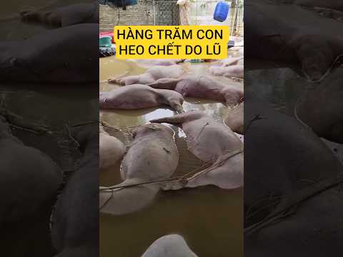 THIỆT HẠI NẶNG NỀ #shortvideo