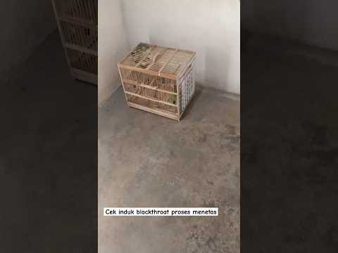 ATM berjalan