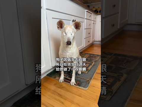 🤍 狗子因病失去双眼所以在他生日这天给他做了一双眼睛 "爱是看不见却感受到的温暖" 🤍 #爱 #温暖 #陪伴 #善良 #感动 #生命力量