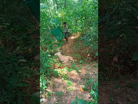 Dear catching #tiger #peacock #shortsviral #trending #animal #tigertiger #shortvideos