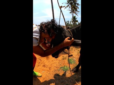 #shorts #shortvideos പോത്ത് 🙄കുത്തി ചാവാതിരുന്നത് ഭാഗ്യം🤪🐃🐂|boby chemmanur|bochey|E bull jet|M4 tech