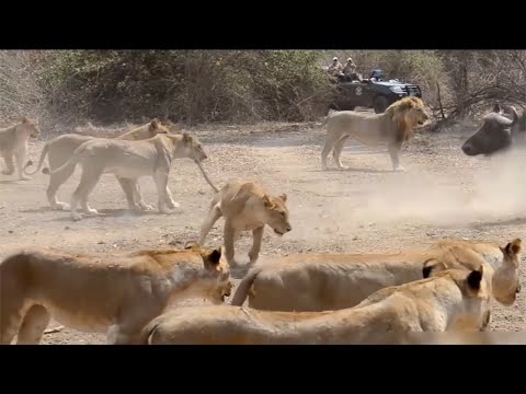 Lions Fiercely Attacked Their Prey