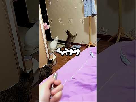 هذه القطة تستطيع إطفاء الضوء 😺💡