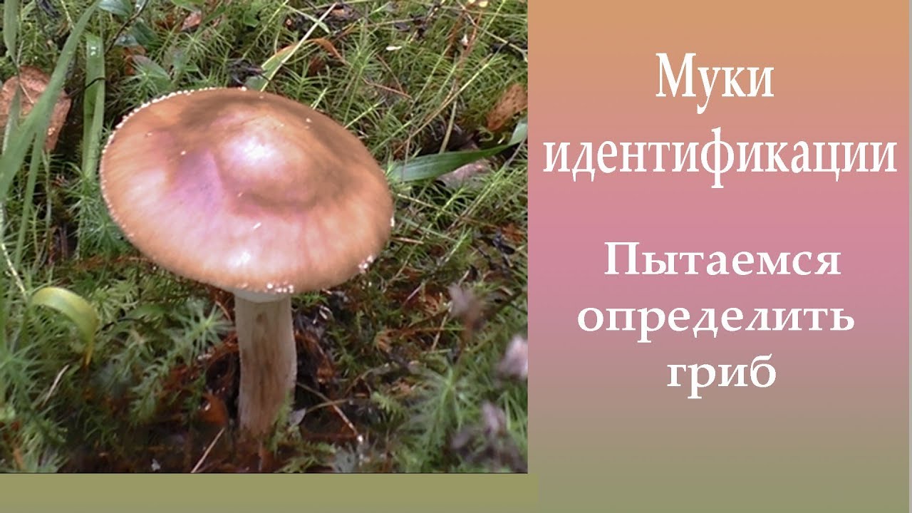Муки идентификации. Определяем необычный мухомор