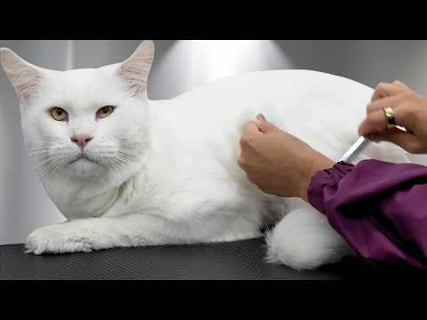 This Maine Coon Cat Mauled The Cameraman...And I Really Wish I Was Kidding😅😅