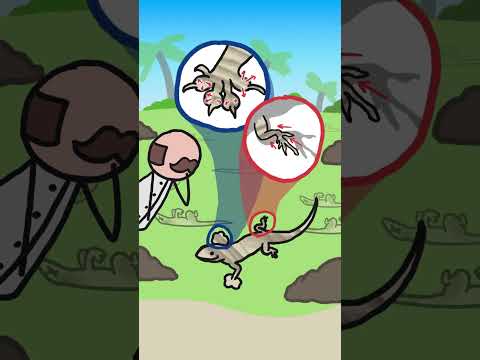 O lagarto que evoluiu por causa do vento