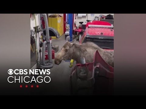 YouTube video thumbnail: Moose Wanders Into Firehouse in Anchorage, Alaska