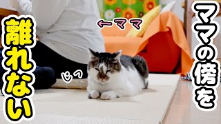 ママのことが大好きな甘えん坊猫のナイトルーティン
