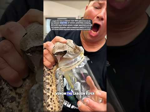 Gaboon Viper Snake #science #sciencefacts