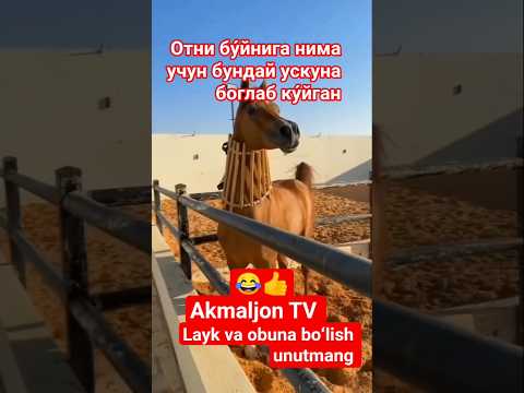 Отни бу́йнига нима учун ускуна богланган #simental #лошади #qorabayor #buqaboqish#horse #sigirboqish