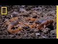 Scorpions and Shrews: A Battle of Survival