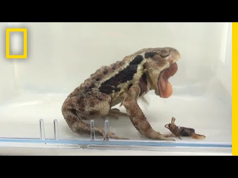 Bombardier Beetles Squirt Boiling Anal Chemicals to Make Frogs Vomit | National Geographic