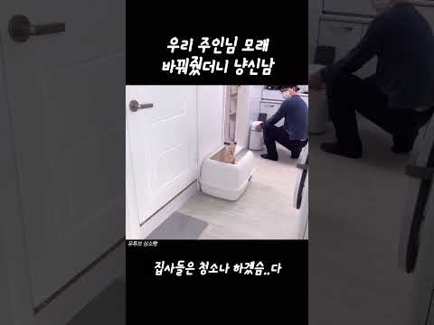모래 바꿔줬더니 광분쇼 해주는 고양이.. 청소는 내몫ㅋ #shorts